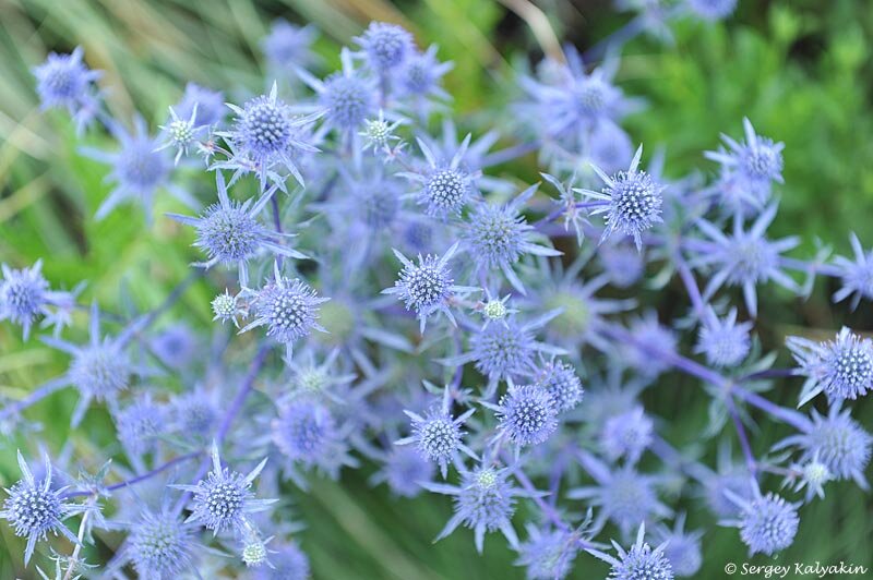 Синеголовник плосколистный 