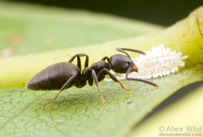 Белоногий муравей (Technomyrmex albipes). Фото: Alex Wild.