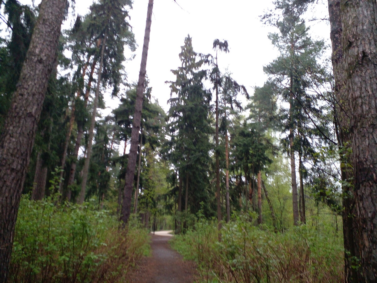 Тот самый лес, куда он меня позвал