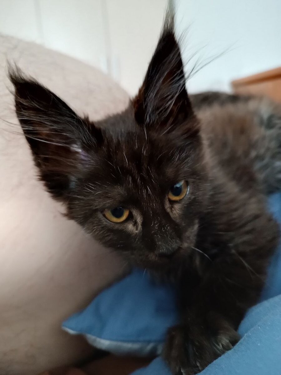 А это Маленькость! Но я ее так близко не видела, правда...