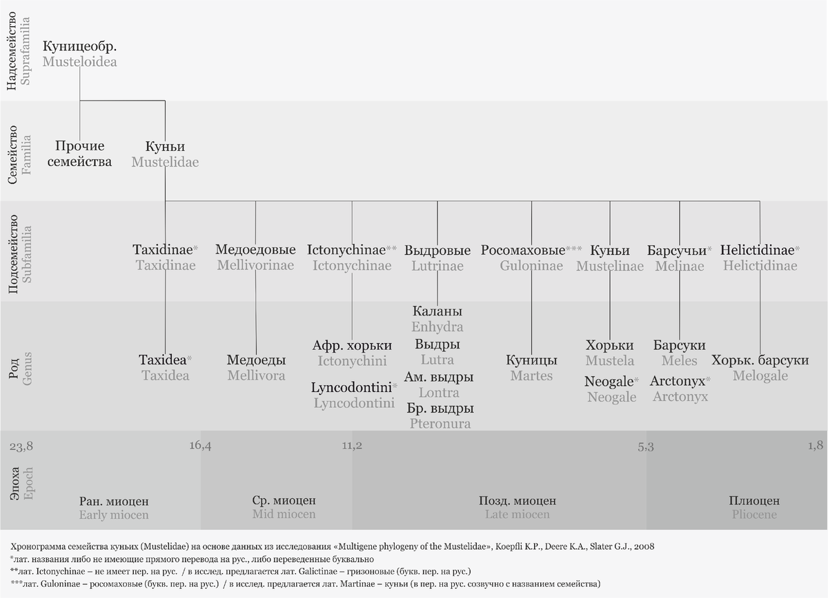 Хронограмма семейства куньих (Mustelidae) надсемейства куницеобразных (Musteloidea); (Ruspushnina / CC0)