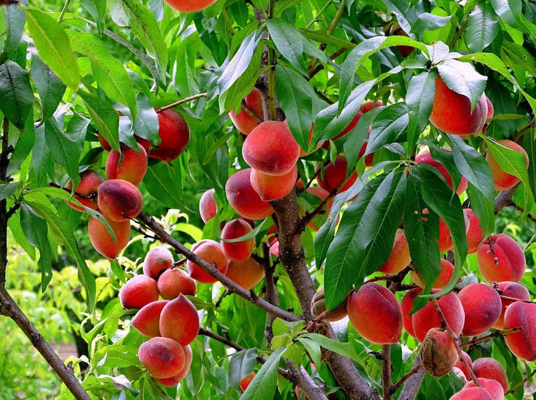 Лучшие сорта персиков для Подмосковья