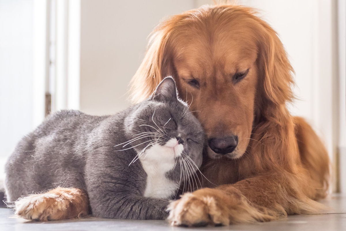 Домашние питомцы. Кот и собака. Собака и кошка вместе. Собака с кошкой дружат.