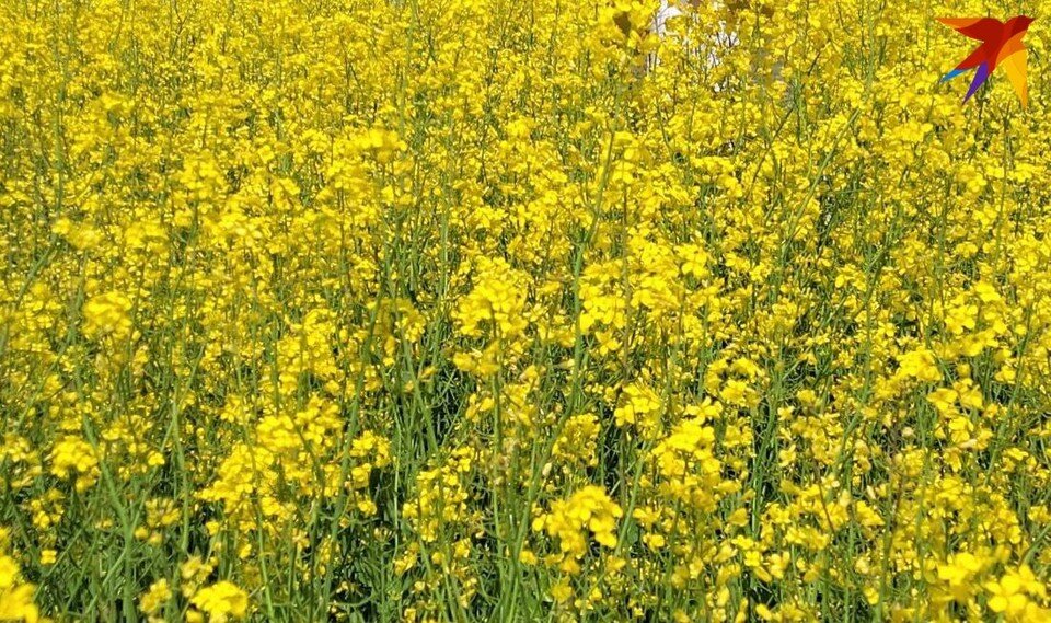     В Беларуси доля рапсового масла достигла 10%. Фото: архив «КП», носит иллюстративный характер.