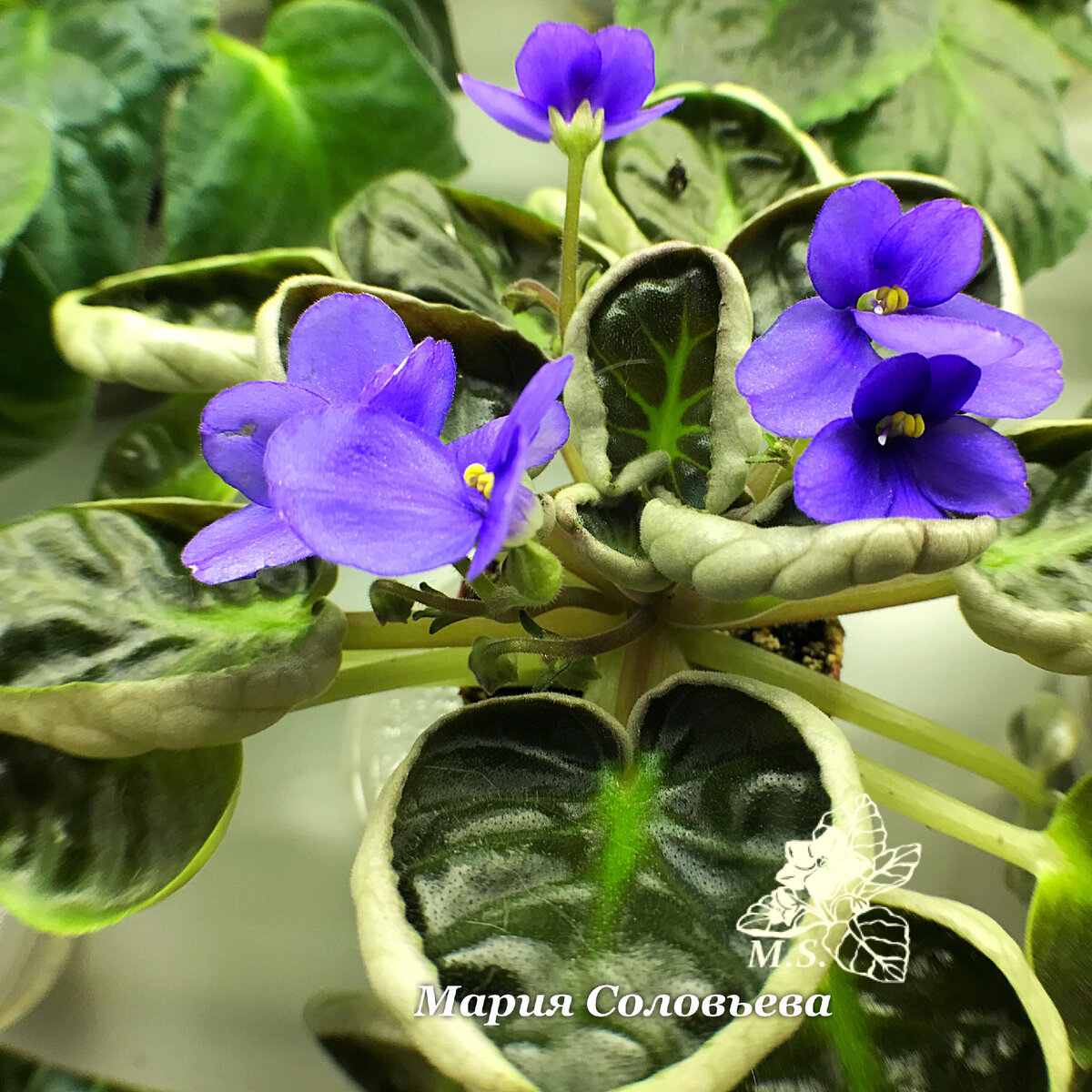 Фиалка душистая (Viola odorata), лист - абсолю 2 г