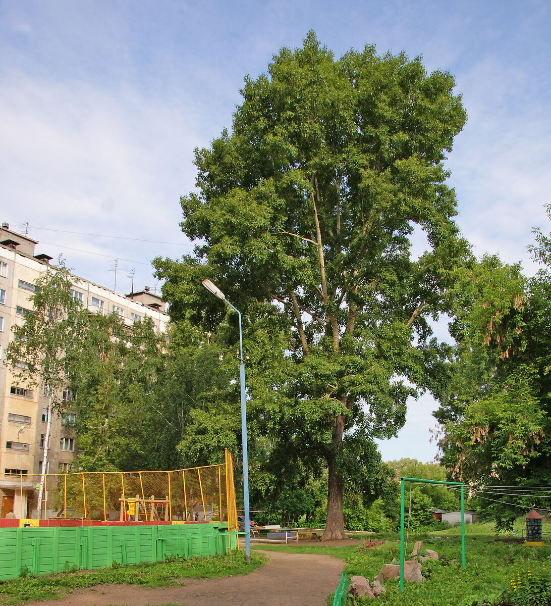 Тополь в нашем дворе был просто исполинским, но сейчас лишился роскошной кроны