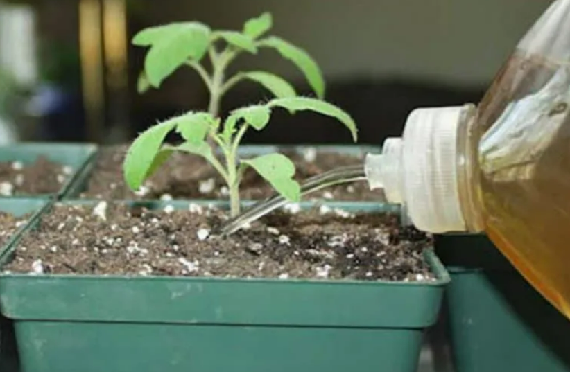 Фотография взята из источника vplate.ru 