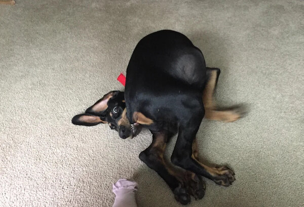 Фото © Reddit / AwHereItGoesWasTaken