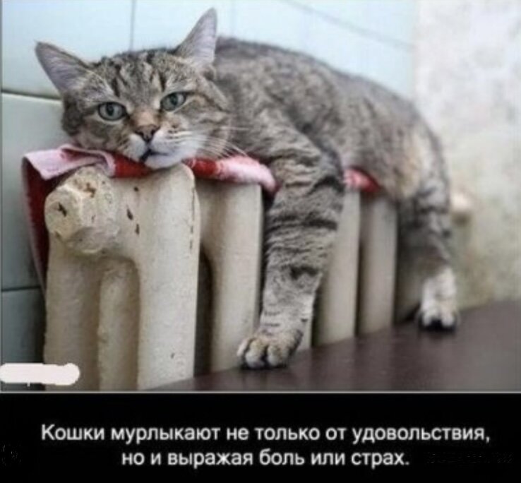 А вдруг они нас боятся¿