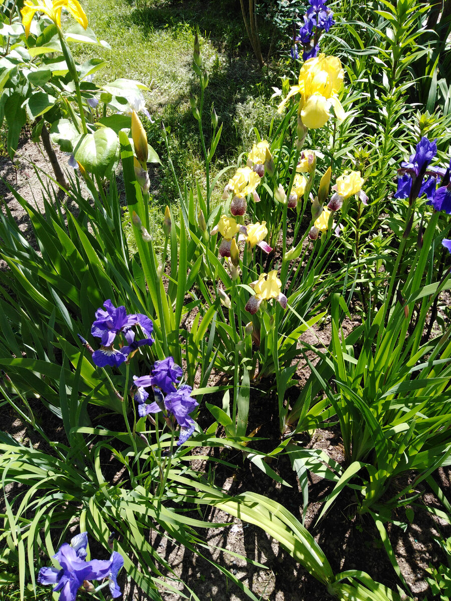 Иридарий в 2021