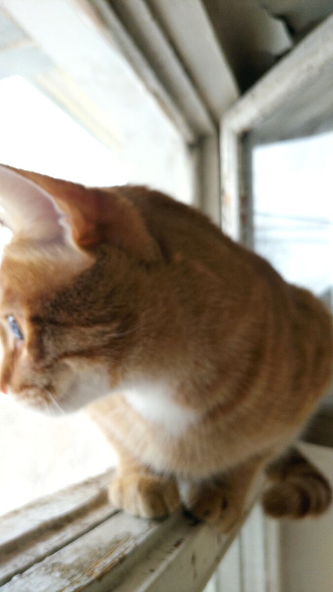 Личное  фото.