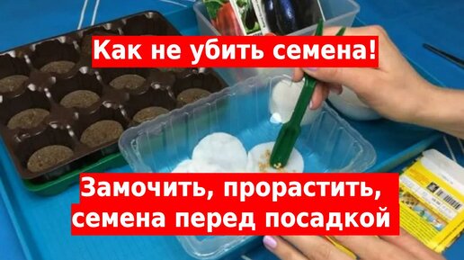 Как замочить семена, прорастить и не убить их