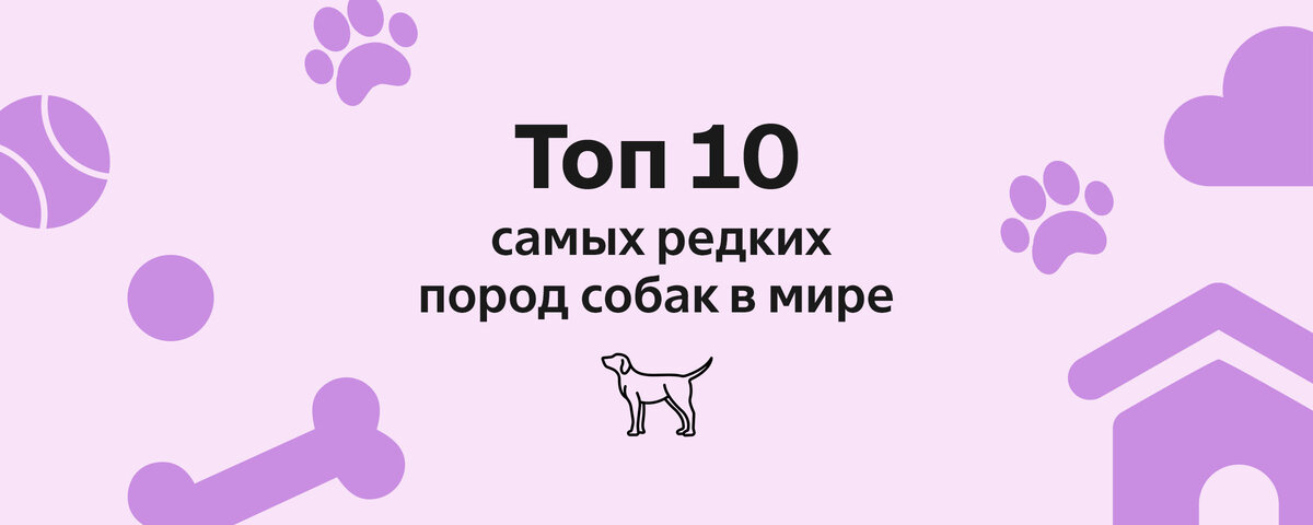  Мы уверены, есть породы собак, о которых вы даже не слышали! И все потому, что встречаются они достаточно редко. А об их стоимости и вовсе говорить не приходится.