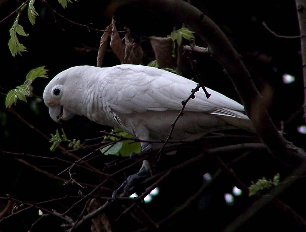 Какаду Гоффина (Cacatua goffiniana).