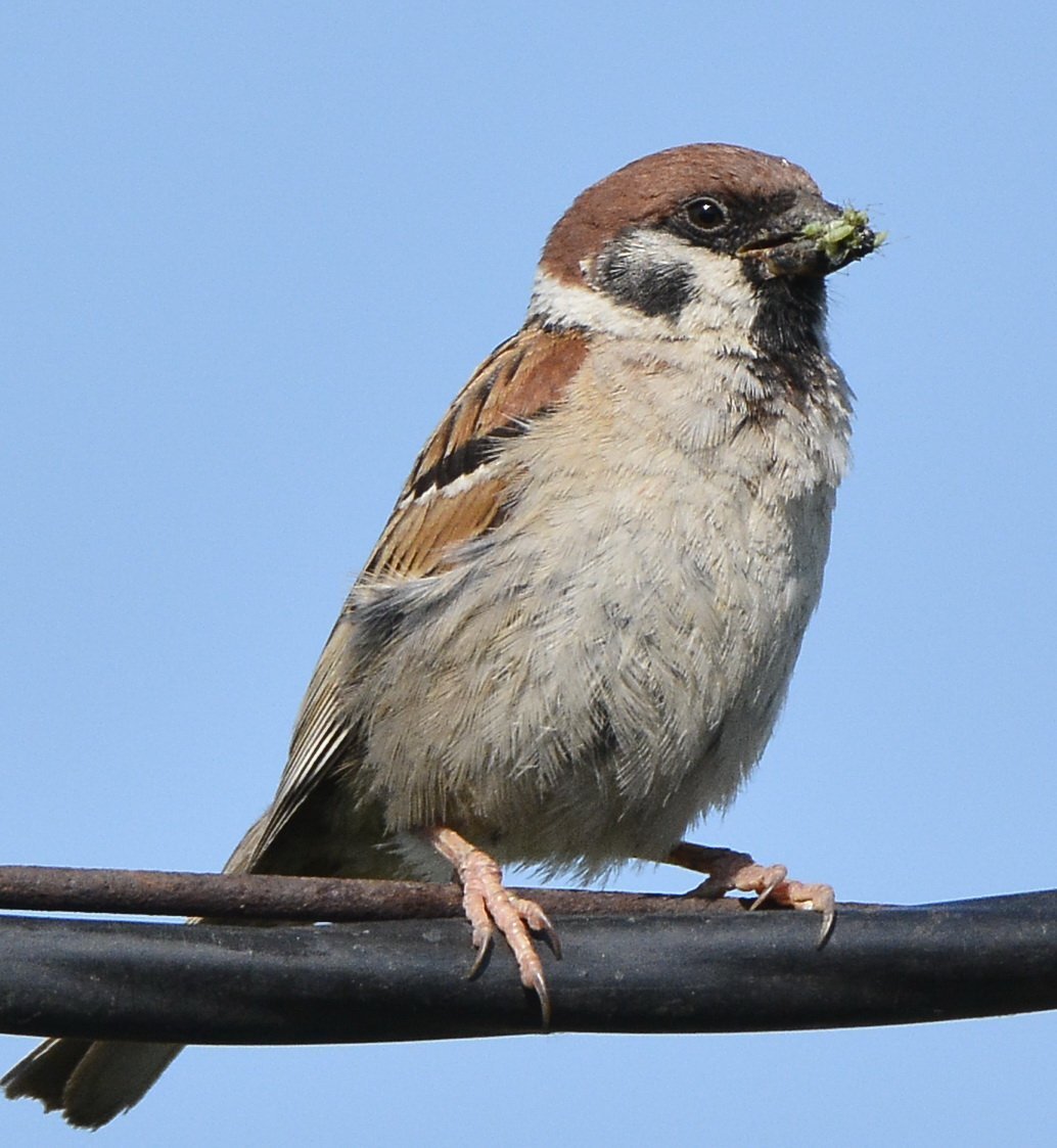 Воробьиный океан. Полевой Воробей (passer montanus). Насекомоядные птицы Воробей. Домовый Воробей воробьиные. Красноголовый Воробей.