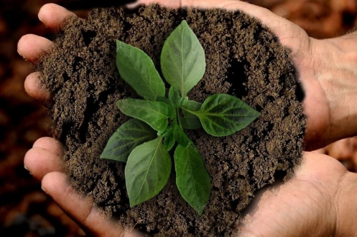    Опытные огородники рекомендуют тюменцам сеять семена в кипяток