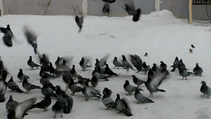 изображение из интернета