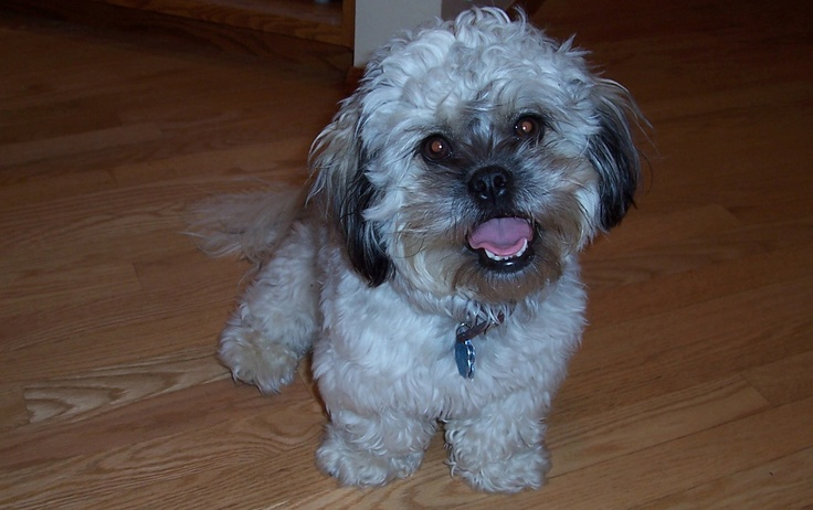 Метис болонки, иллюстративное фото из открытых источников