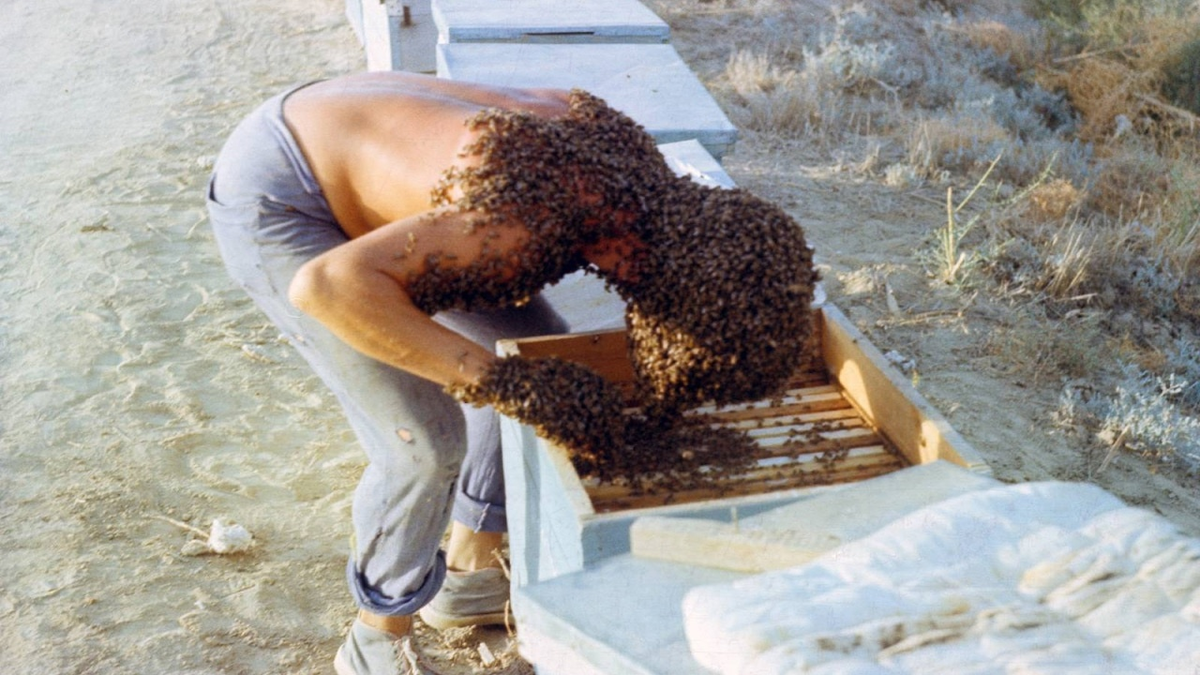 Когда вместо того, чтобы окурить пчёл, пчёлы окурили тебя. 