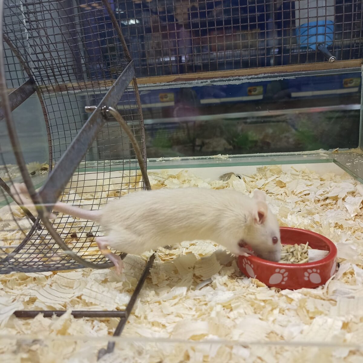 Крысенок в зоомагазине