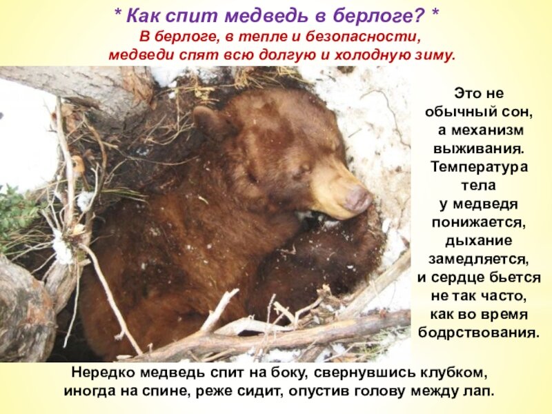Как медведь готовится к зиме рисунок