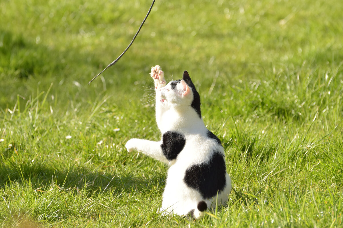 Стоит ли брать кота в поход на природу | Petshop Journal | Дзен