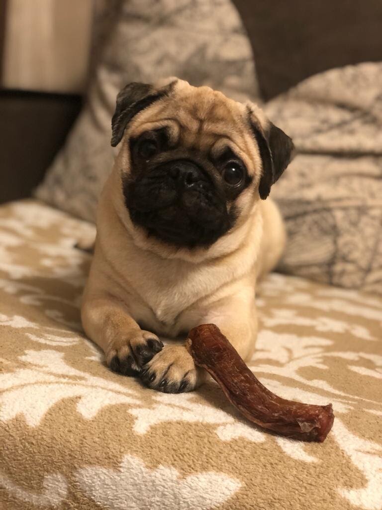 Моё начало в новой семье 🐶