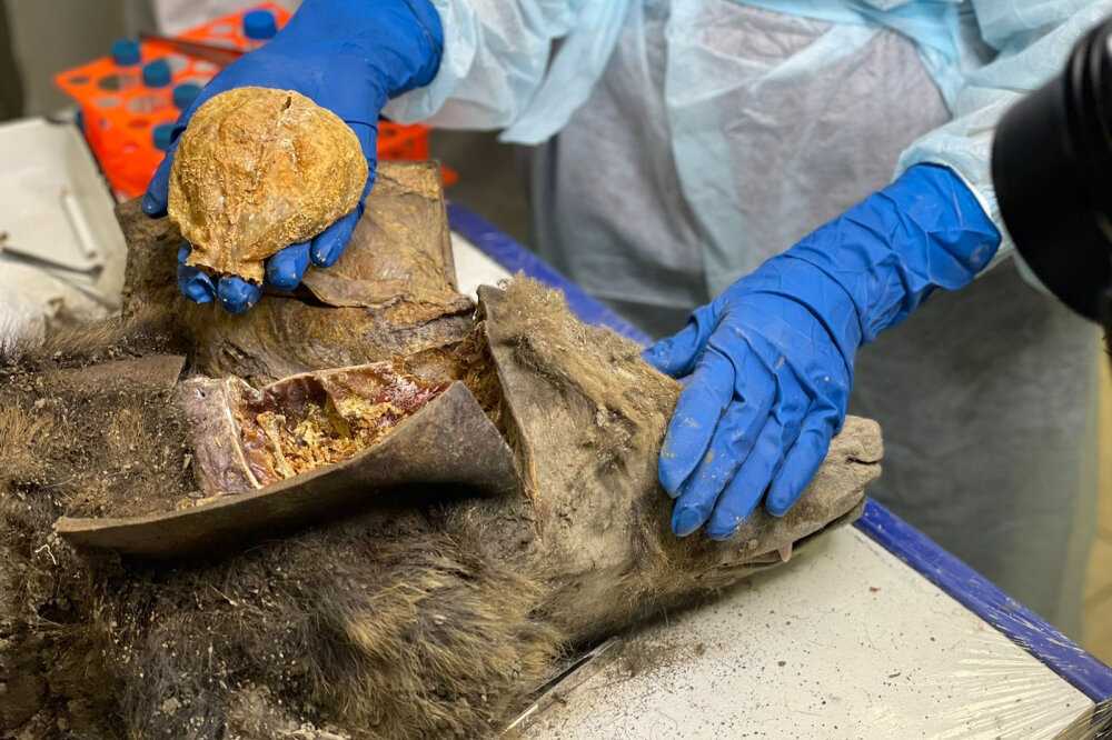     Фото: Светлана ПАВЛОВА / пресс-служба СВФУ