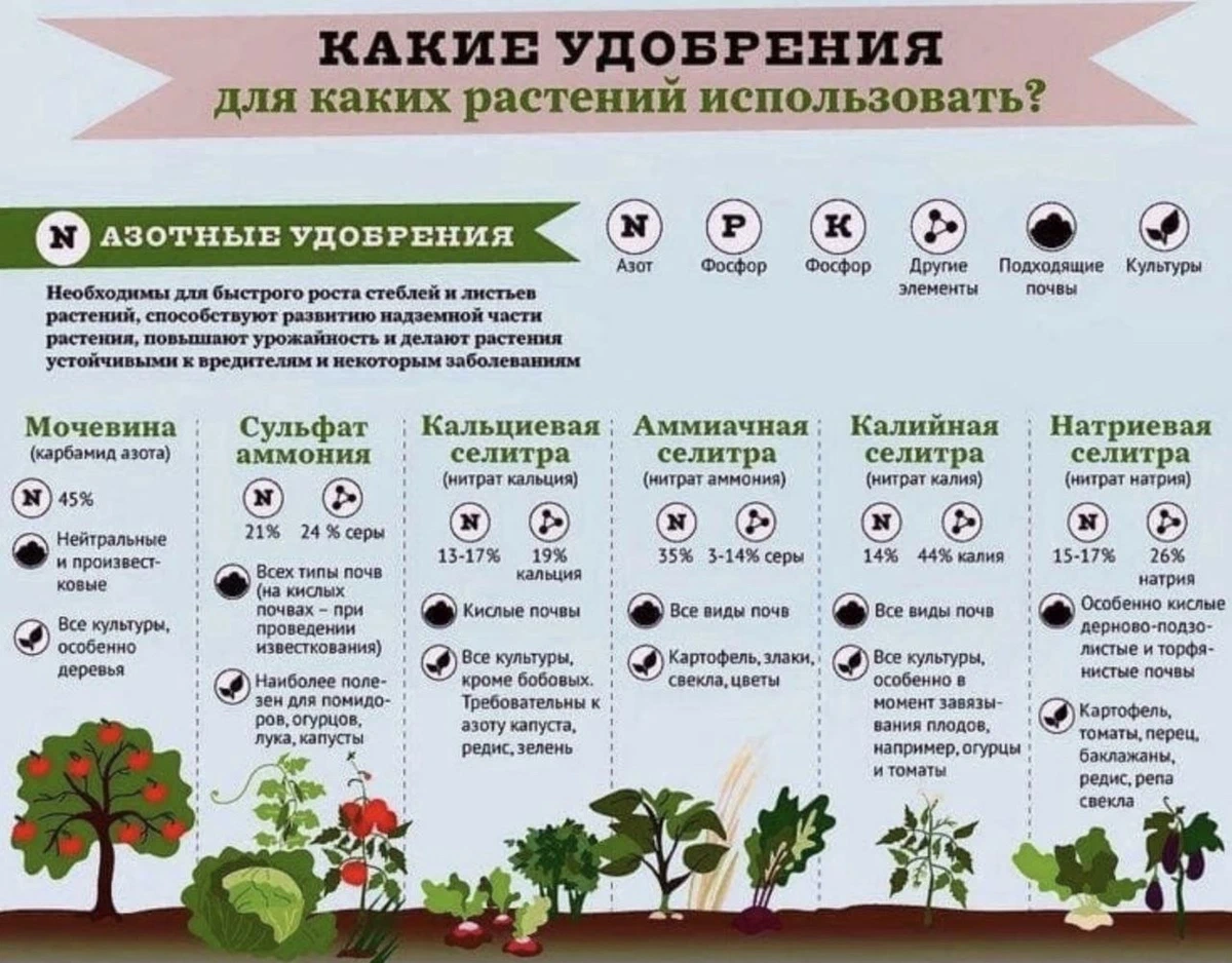 Схема подкормок роз в таблице