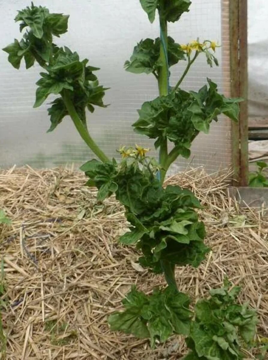 томаты сорт палка фото