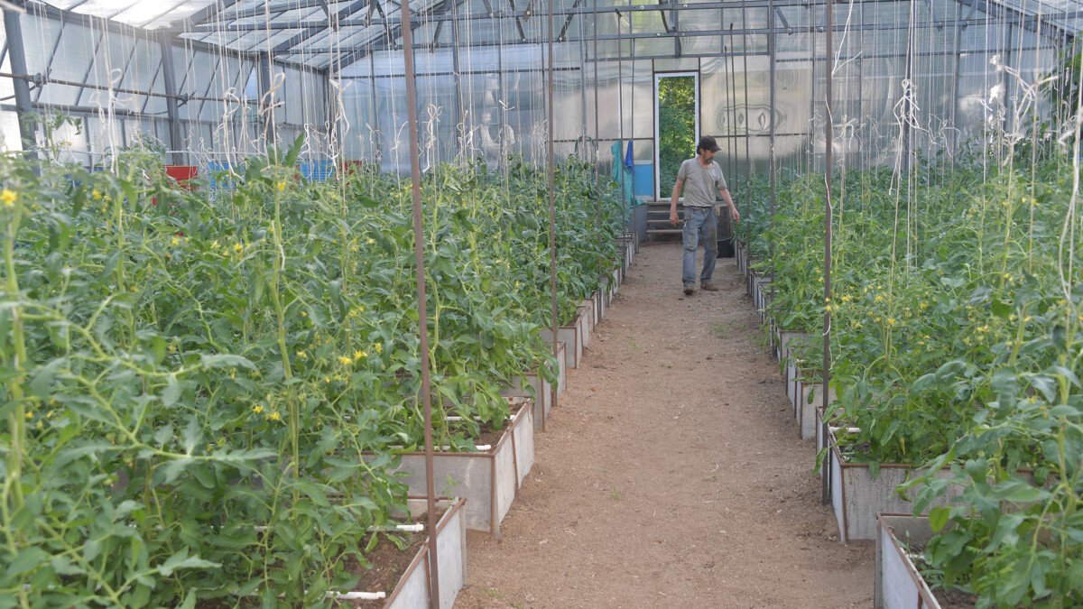    Помидоры в теплице