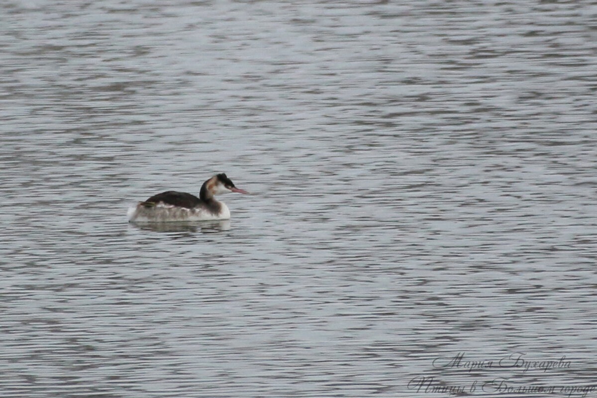Чомга в зимнем наряде