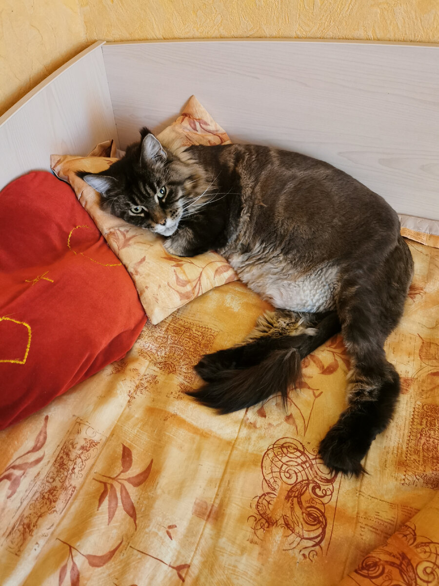 Стриженная Эля