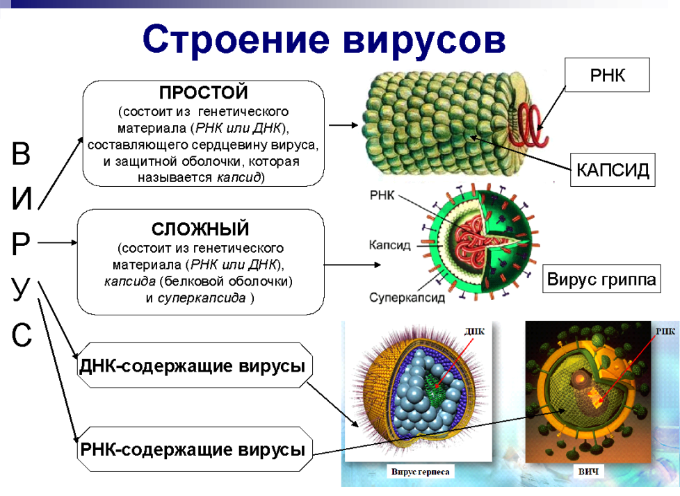 Вирусы самое главное