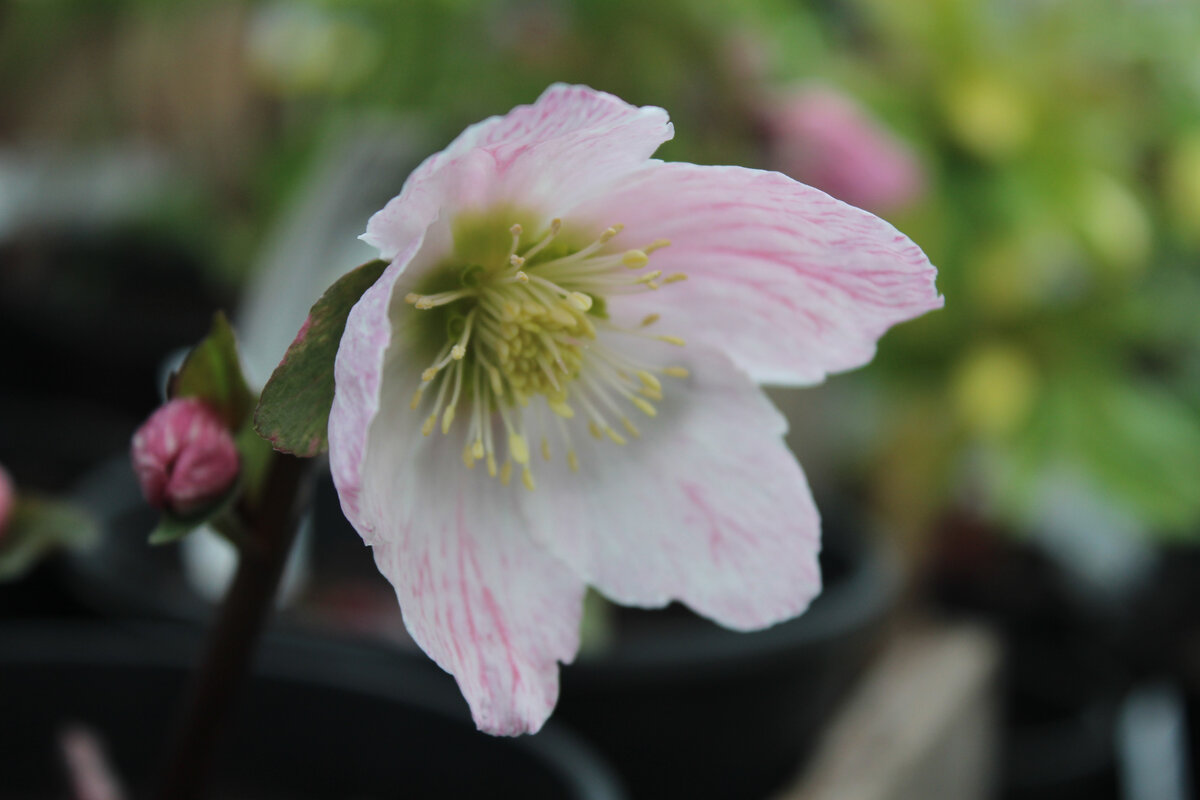 Морозник Белчери 'Pink Ice'. Фото: www.ashwoodnurseries.com