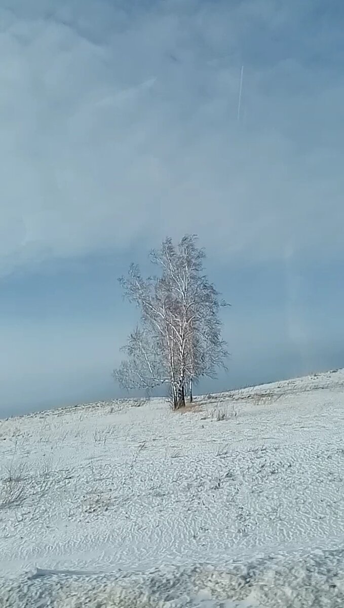 Одинокая берёзка Горделиво так стоит.  Молода и невысока,  Покой зимы хранит.  Невозможно не заметить,  Проезжая  мимо ведь,  На холме, в лучах и свете,  Красавица стоит!