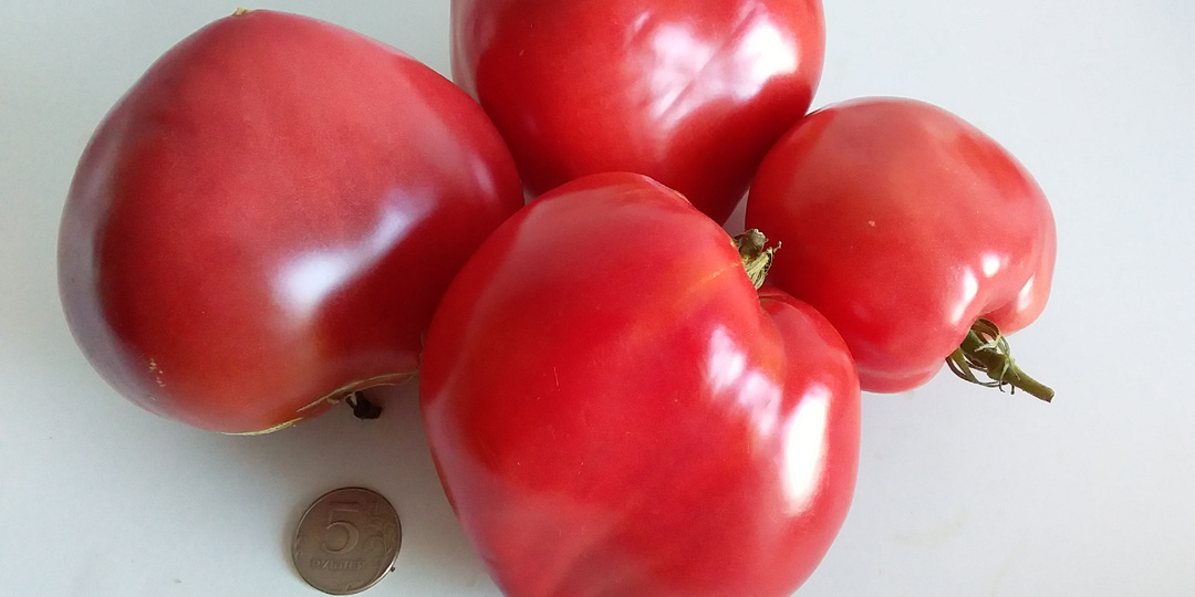 Томаты-лидеры моих продаж 2022. Какие из них я выбрала на 2023 год?