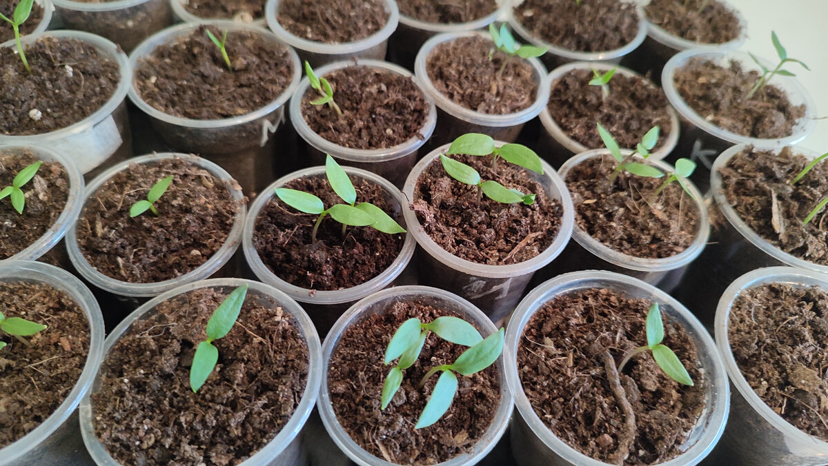 Скоро буду убирать лишние всходы