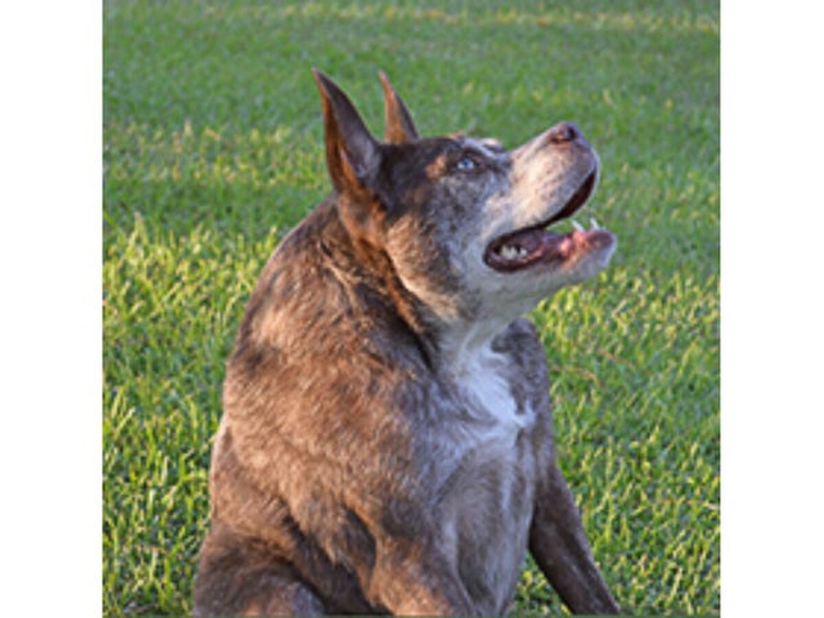    Помесь питбуля и голландской овчарки Квази Модо Фото: Getty