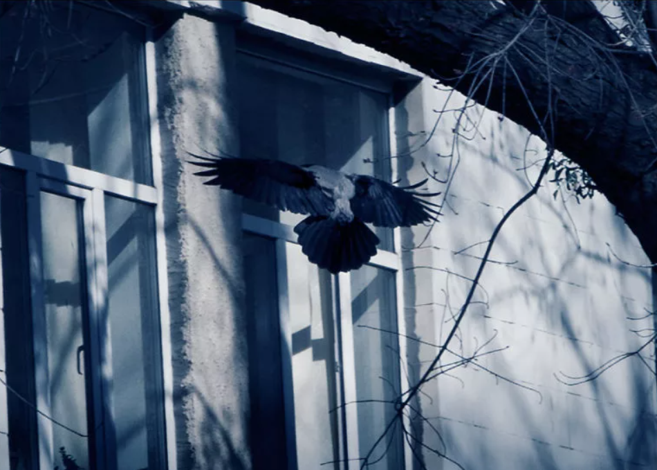 Почему птица бьется. Птица стучится в окно. Птица бьется в окно. Птицы на окна. Вороны в окне.