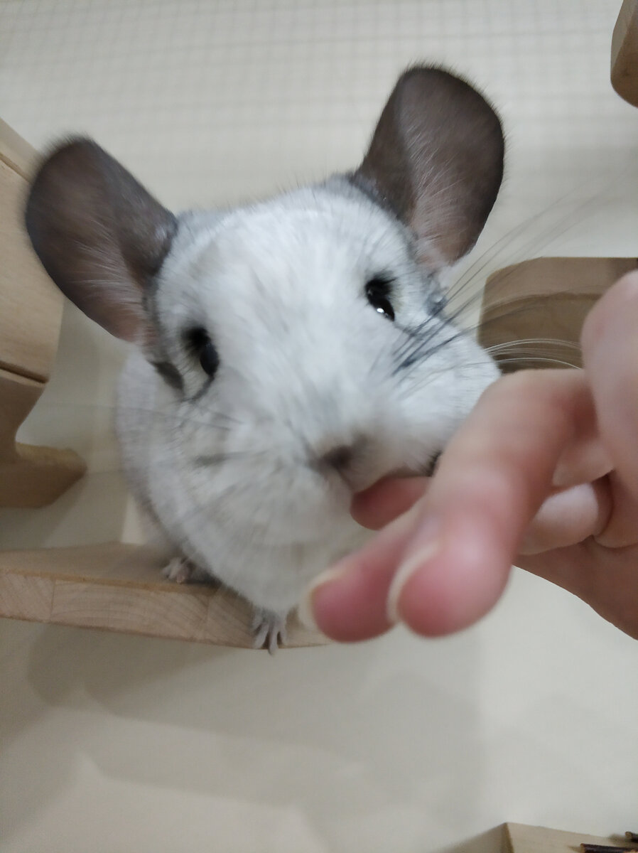 Кусь за палец