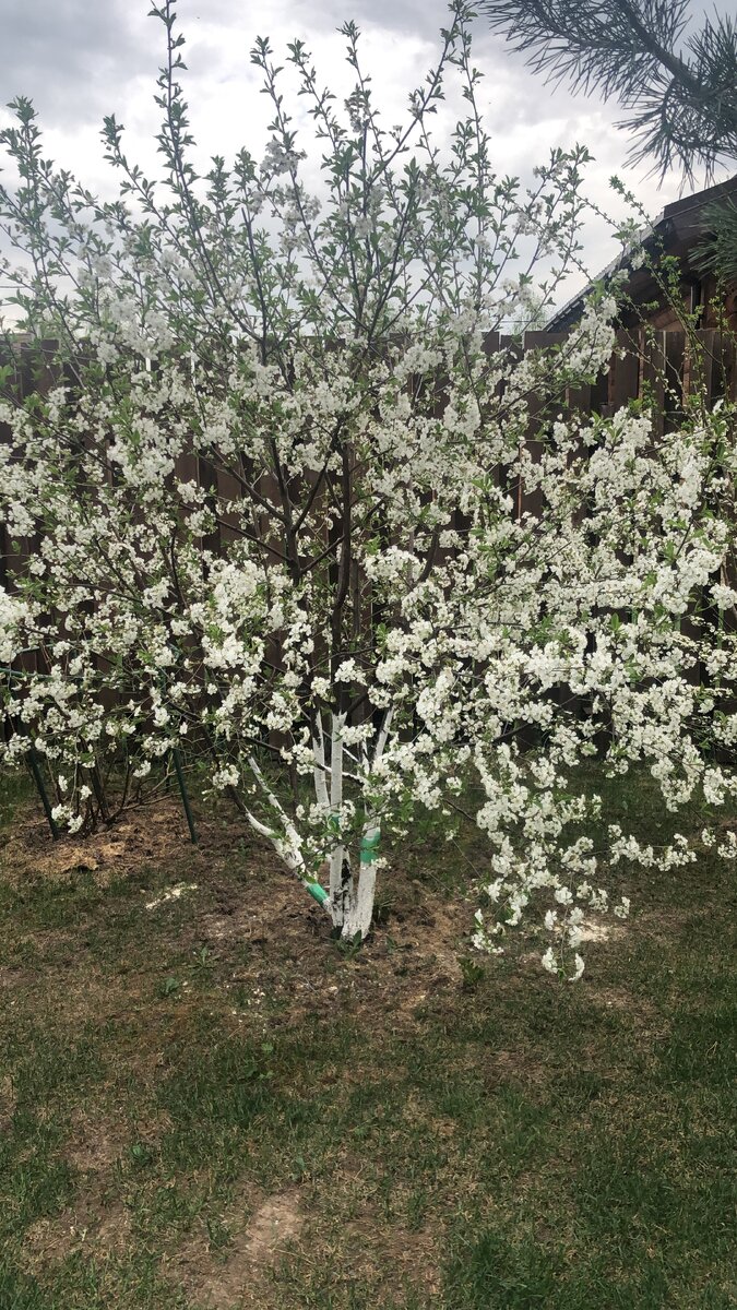 Цветение сливы в моем саду