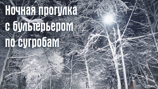 Все завалило снегом. Любуемся красотой с бультерьером на ночной прогулке. Минибуль Дан.