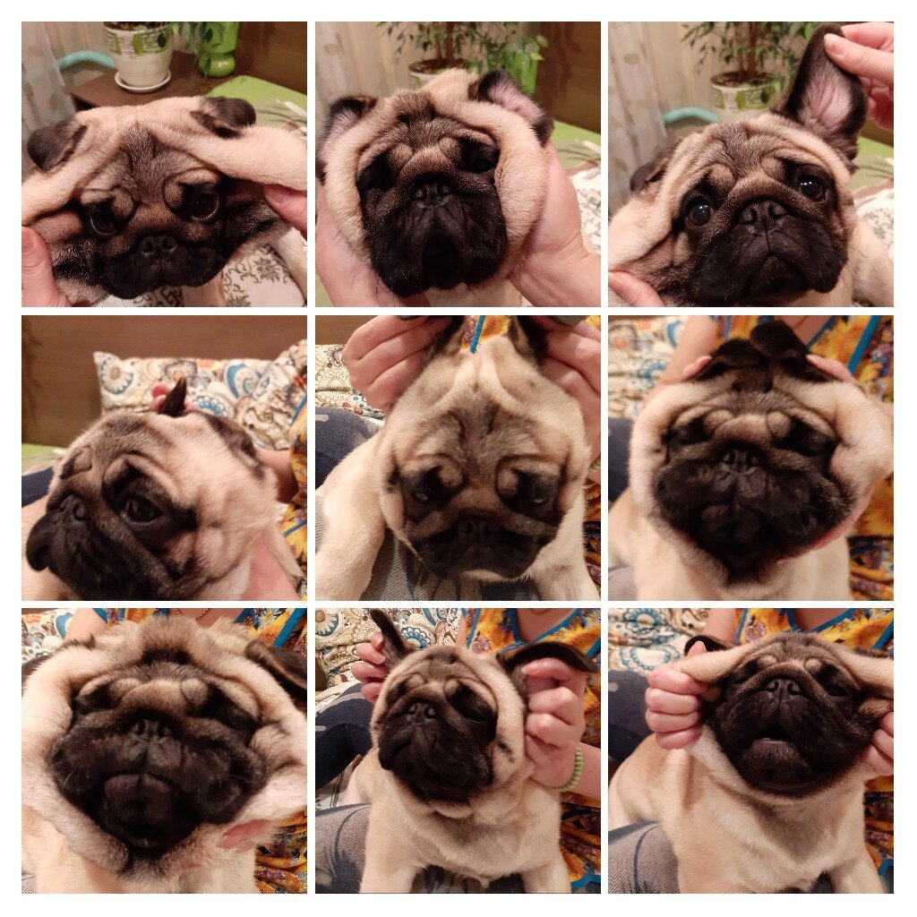 мопсо смайлы))