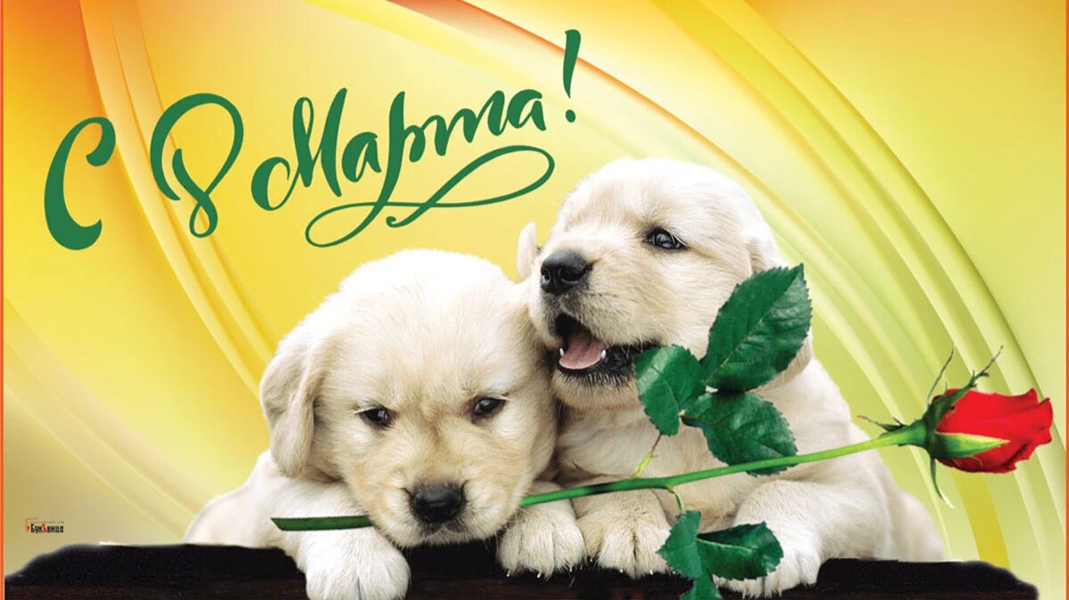 8 Марта. Иллюстрация: «Курьер.Среда»