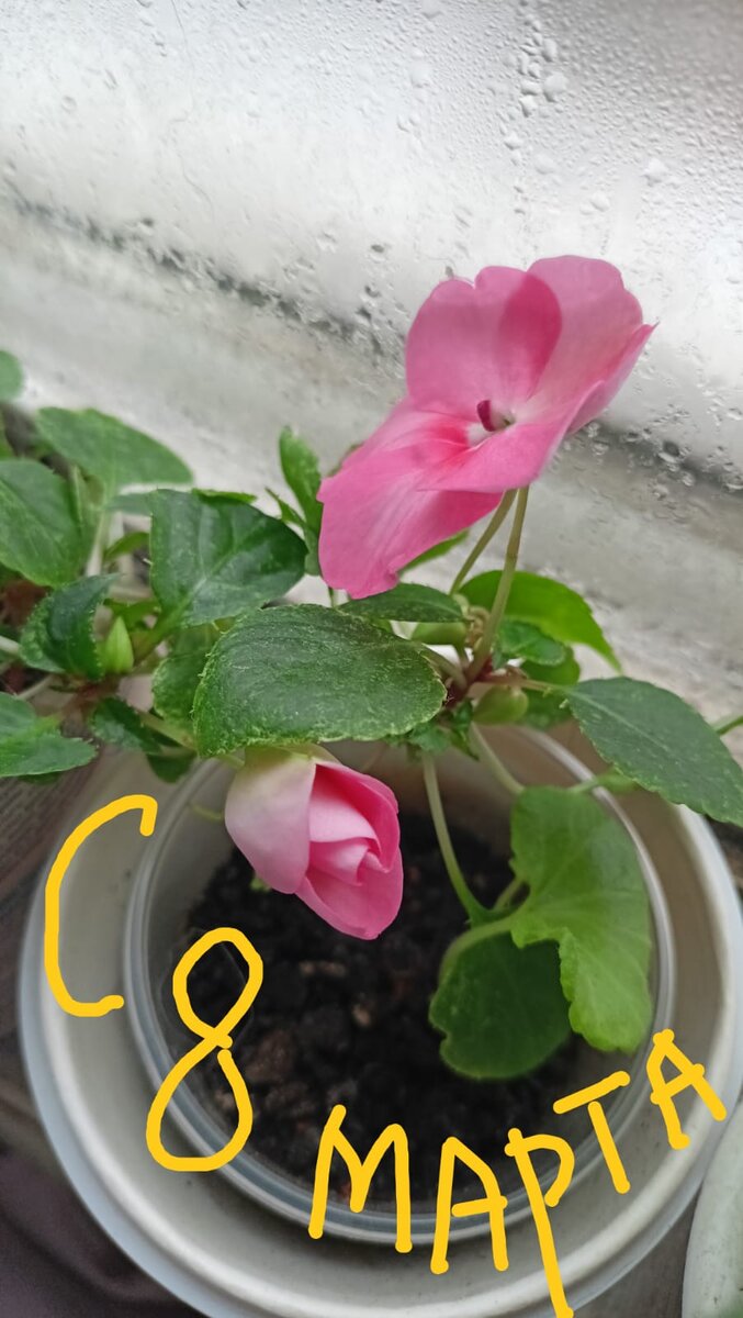 Кустик бальзамина цветёт.