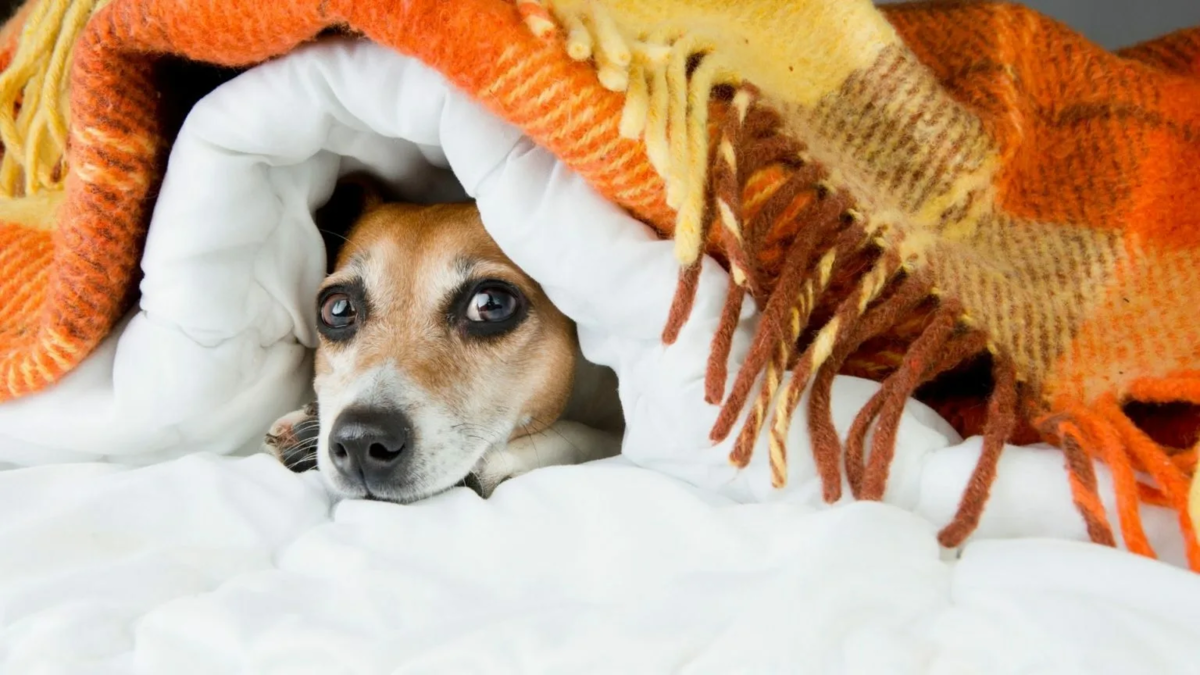 Собака прячется под кровать причины