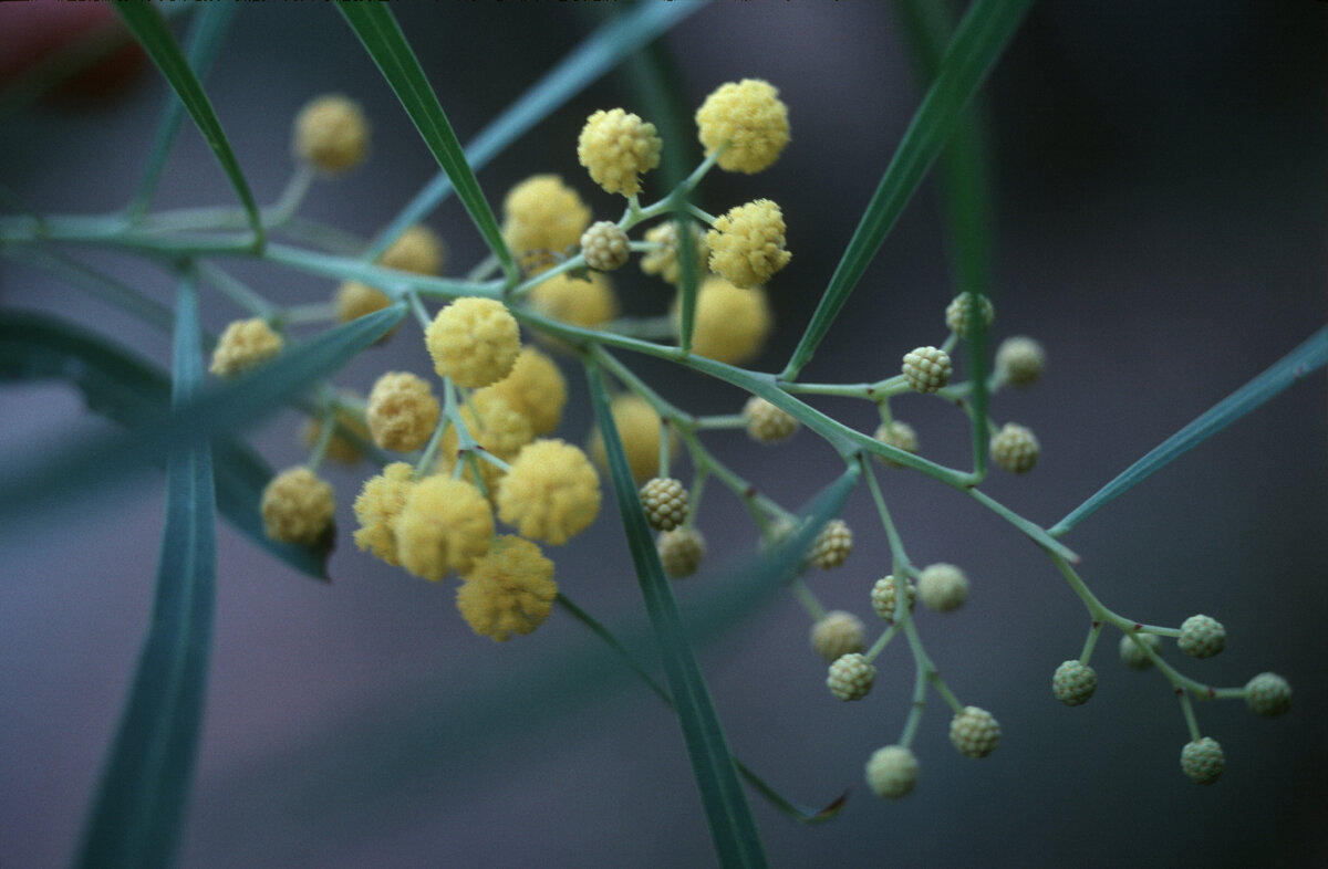 Vadim Nekrasov/Russian Look