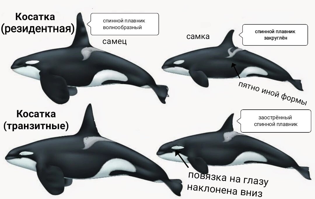 транзитные косатки, косатка различие между самцом и самкой, плавник акулы и дельфина отличие, косатка каких цветов бывает