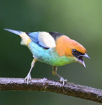 Перуанский танагер